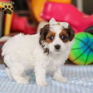 Jade, Yorkie Poo Puppy